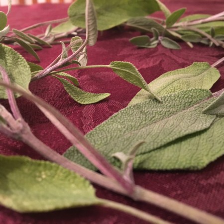 Fresh sage leaves, an herb used in Poultry Seasoning