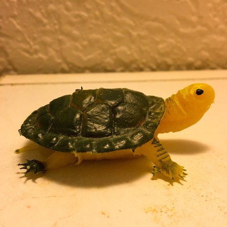 Tiny Turtle Toy